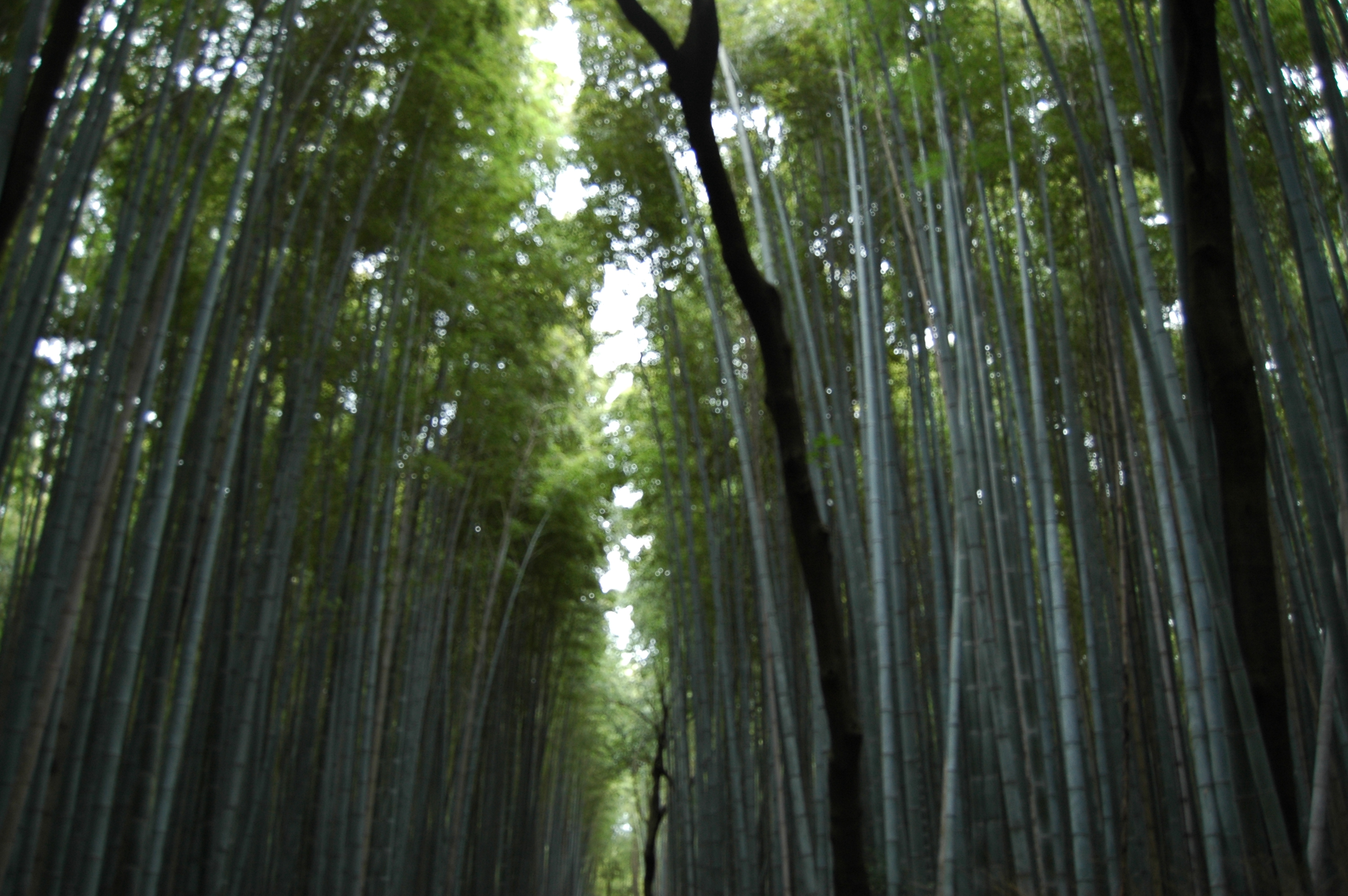 Bamboo