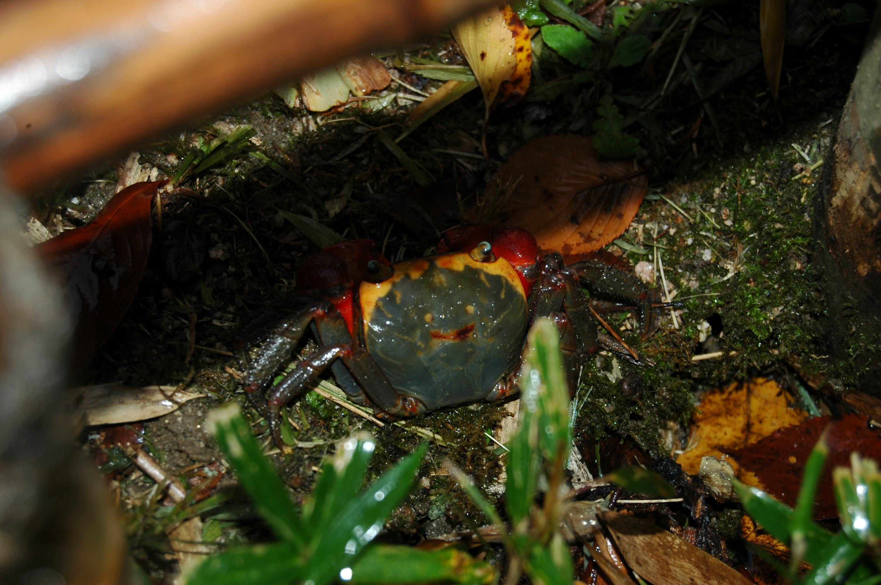 Happy crab