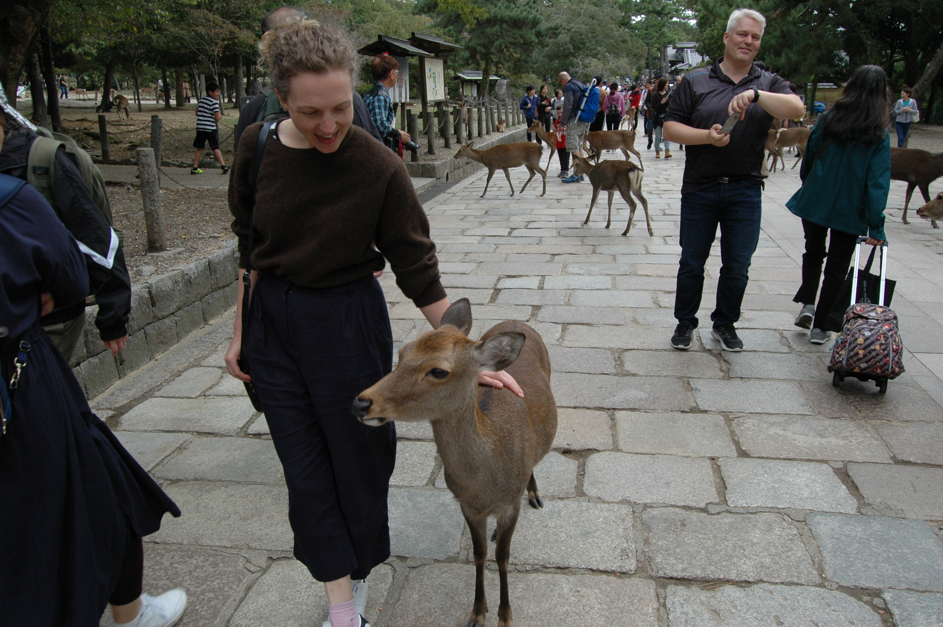 Kate deer