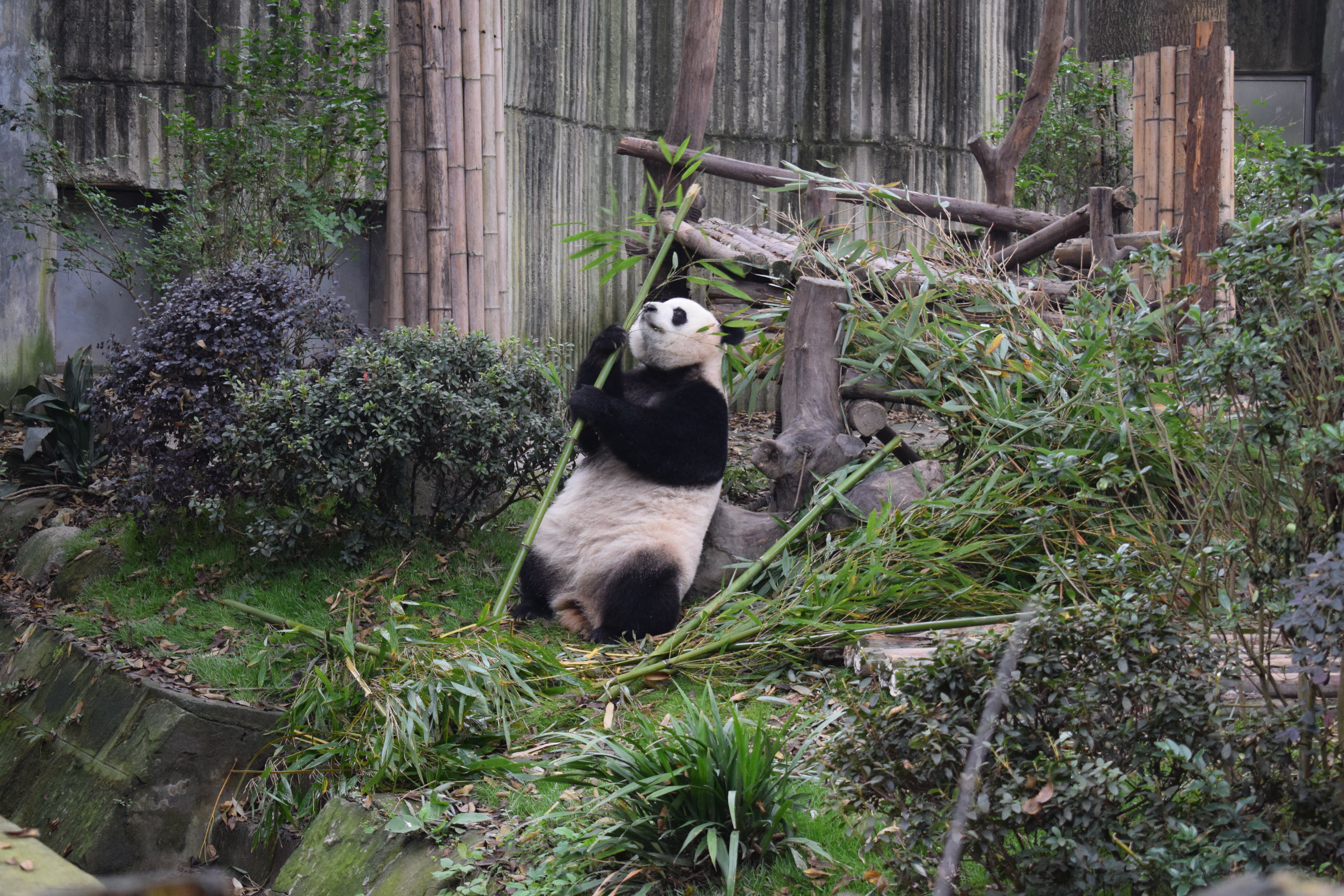 Pandas eating 1