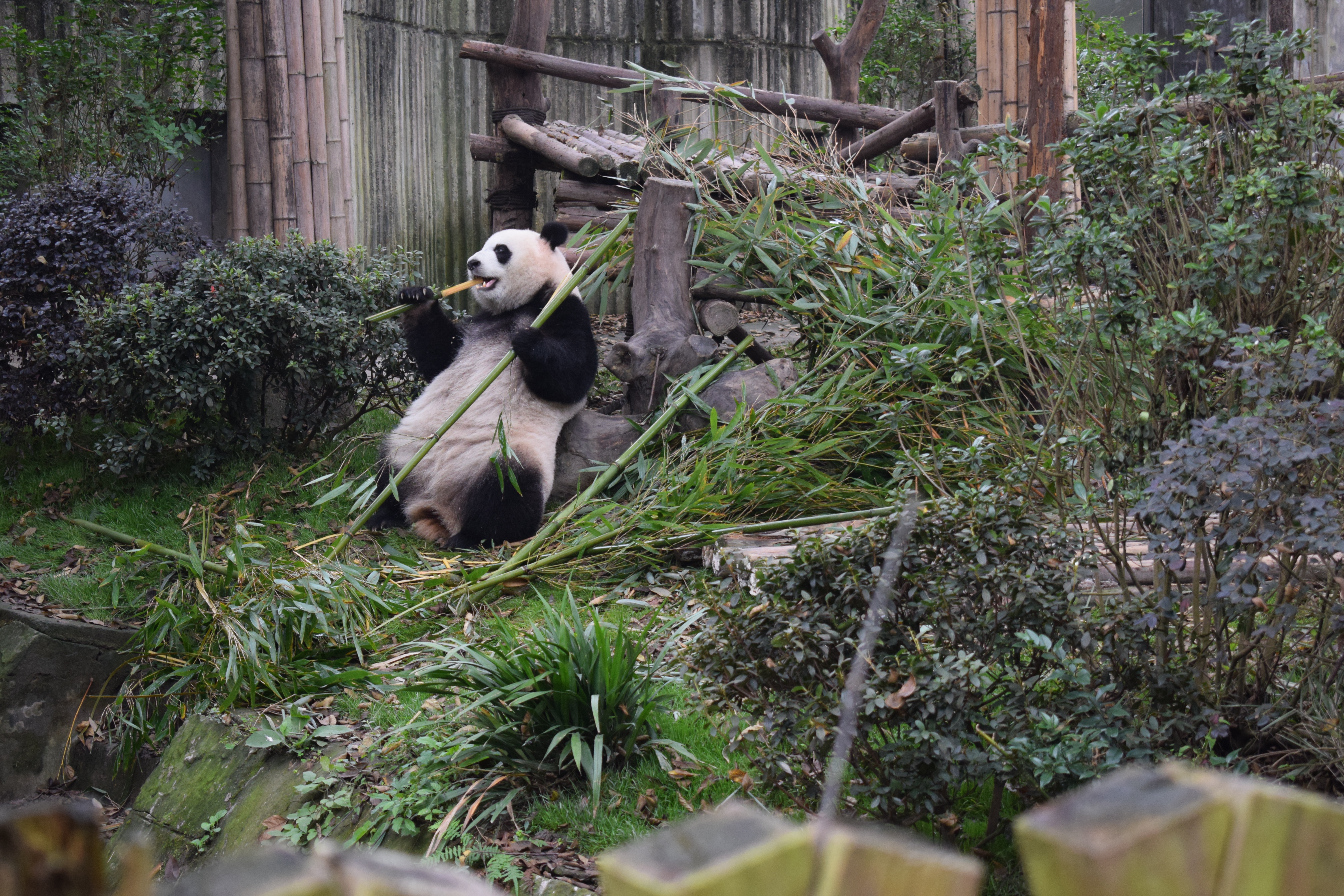 Pandas eating 2