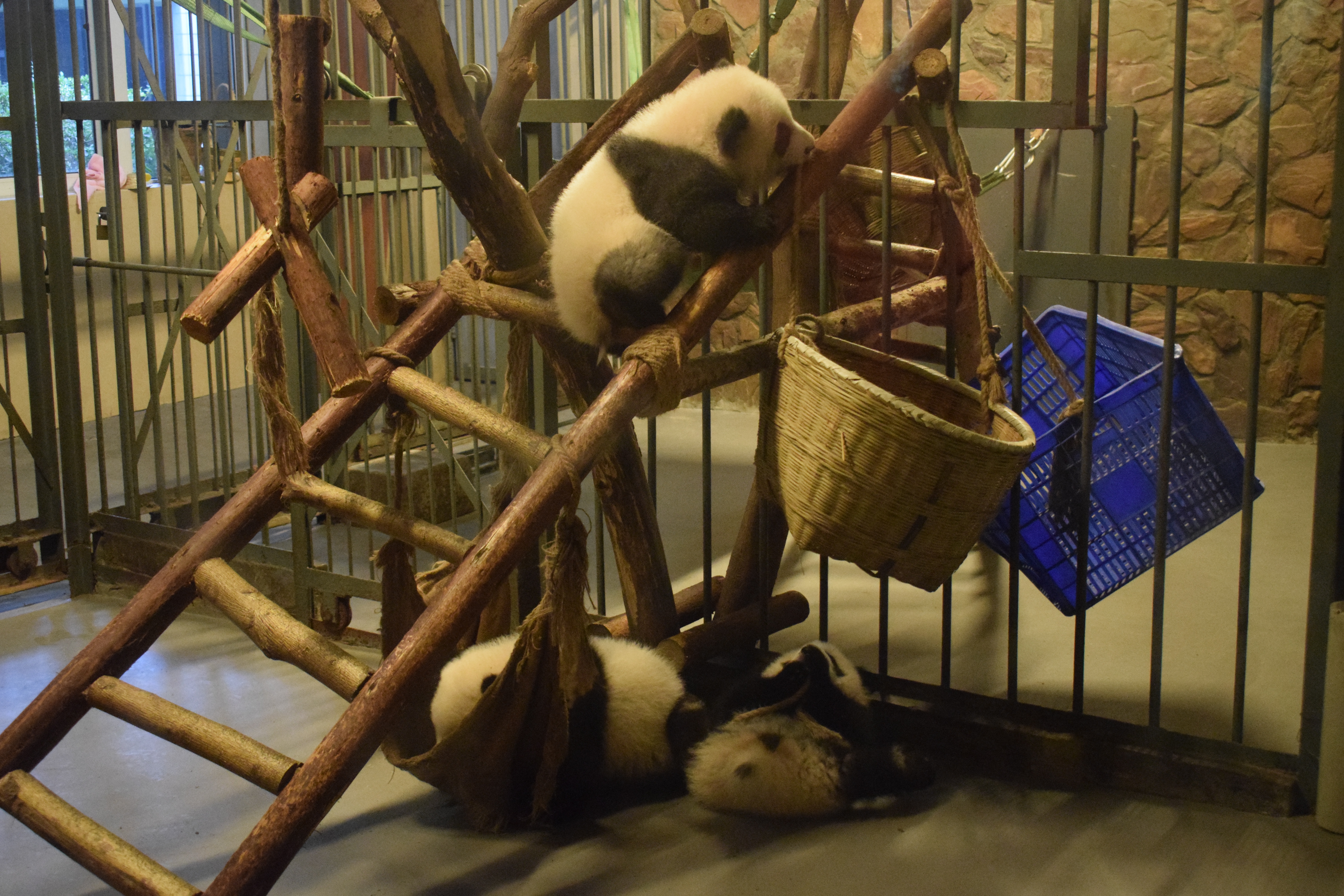 Baby pandas