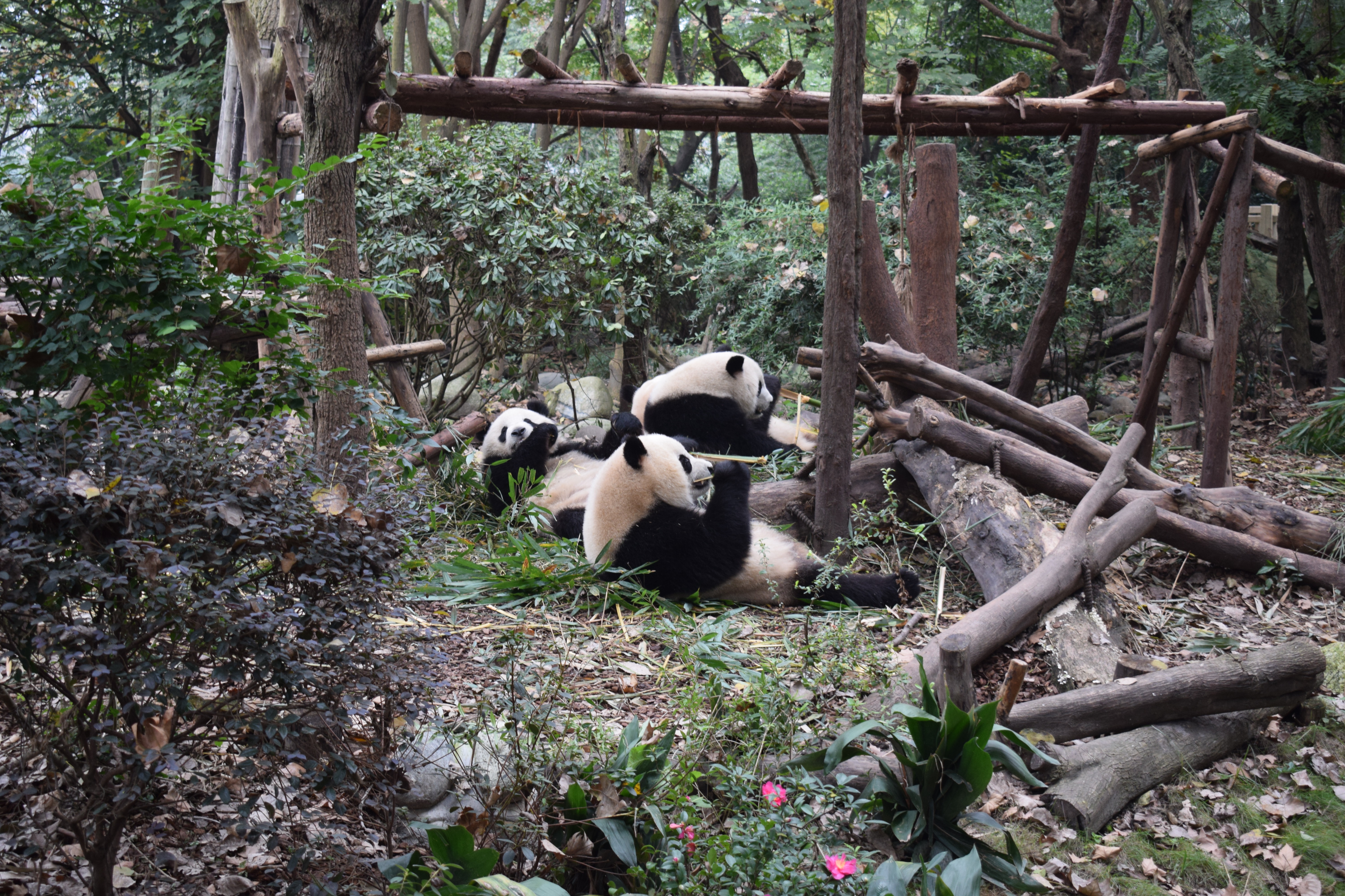 Pandas playing