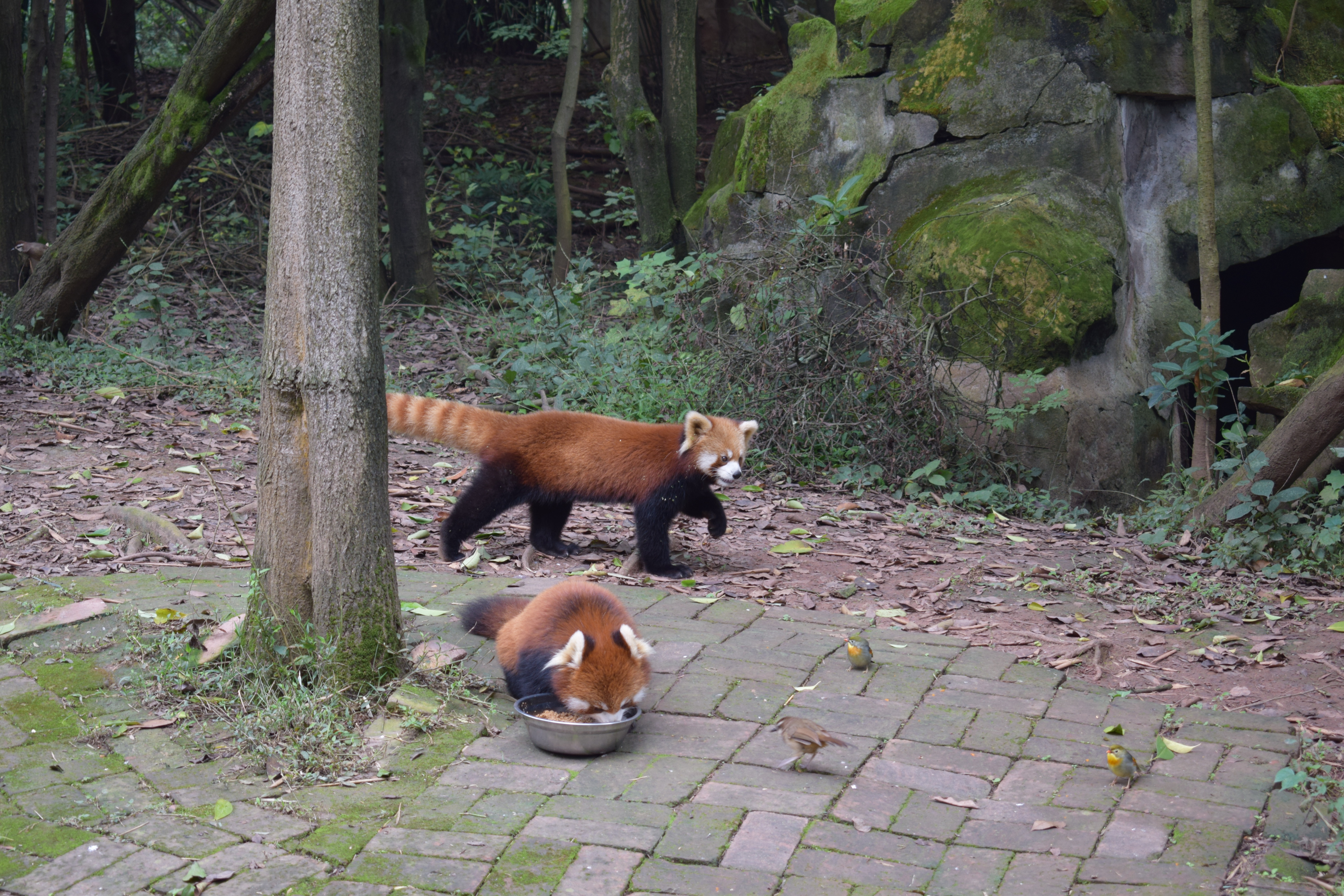 Red pandas