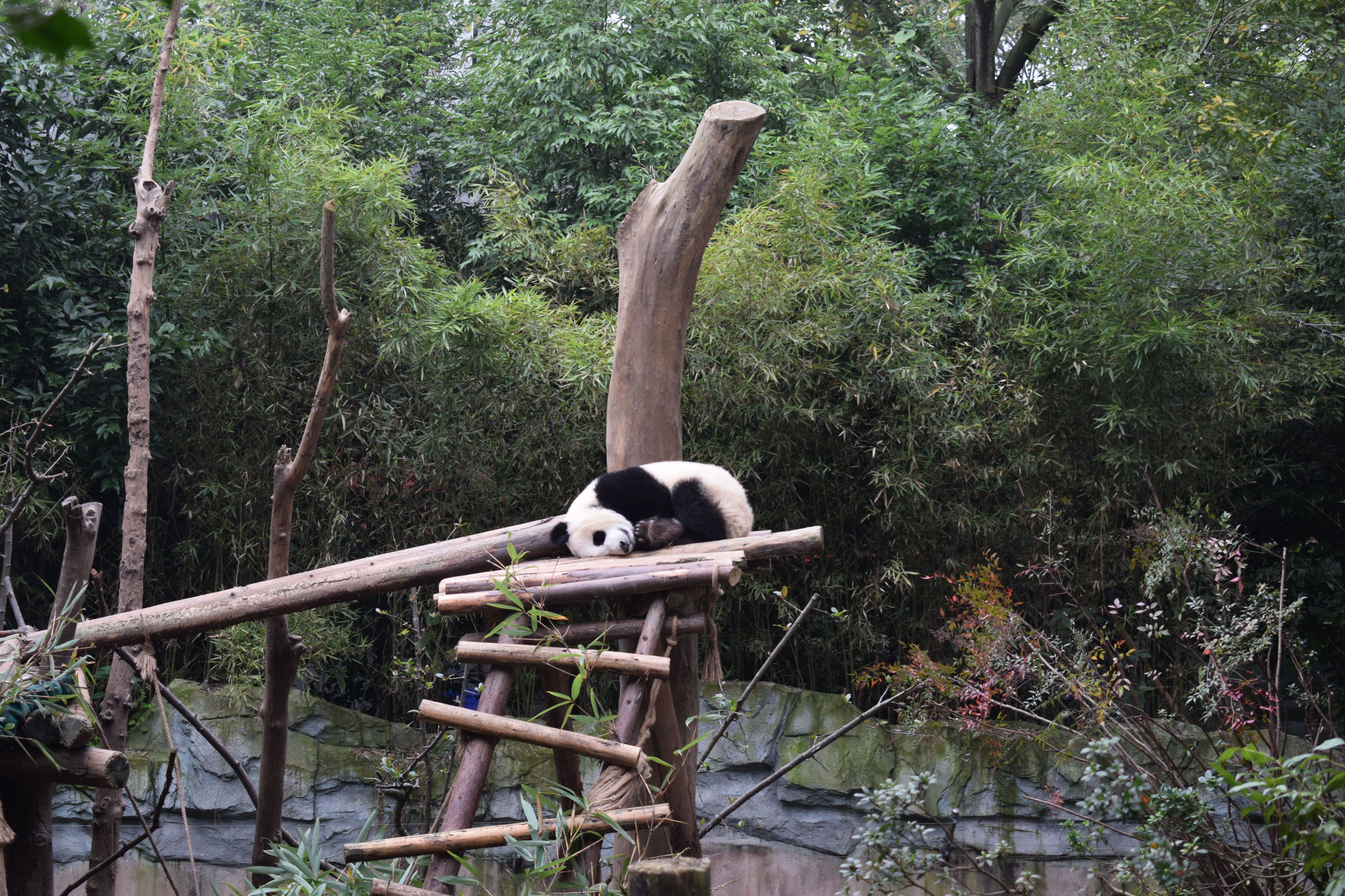 Pandas resting