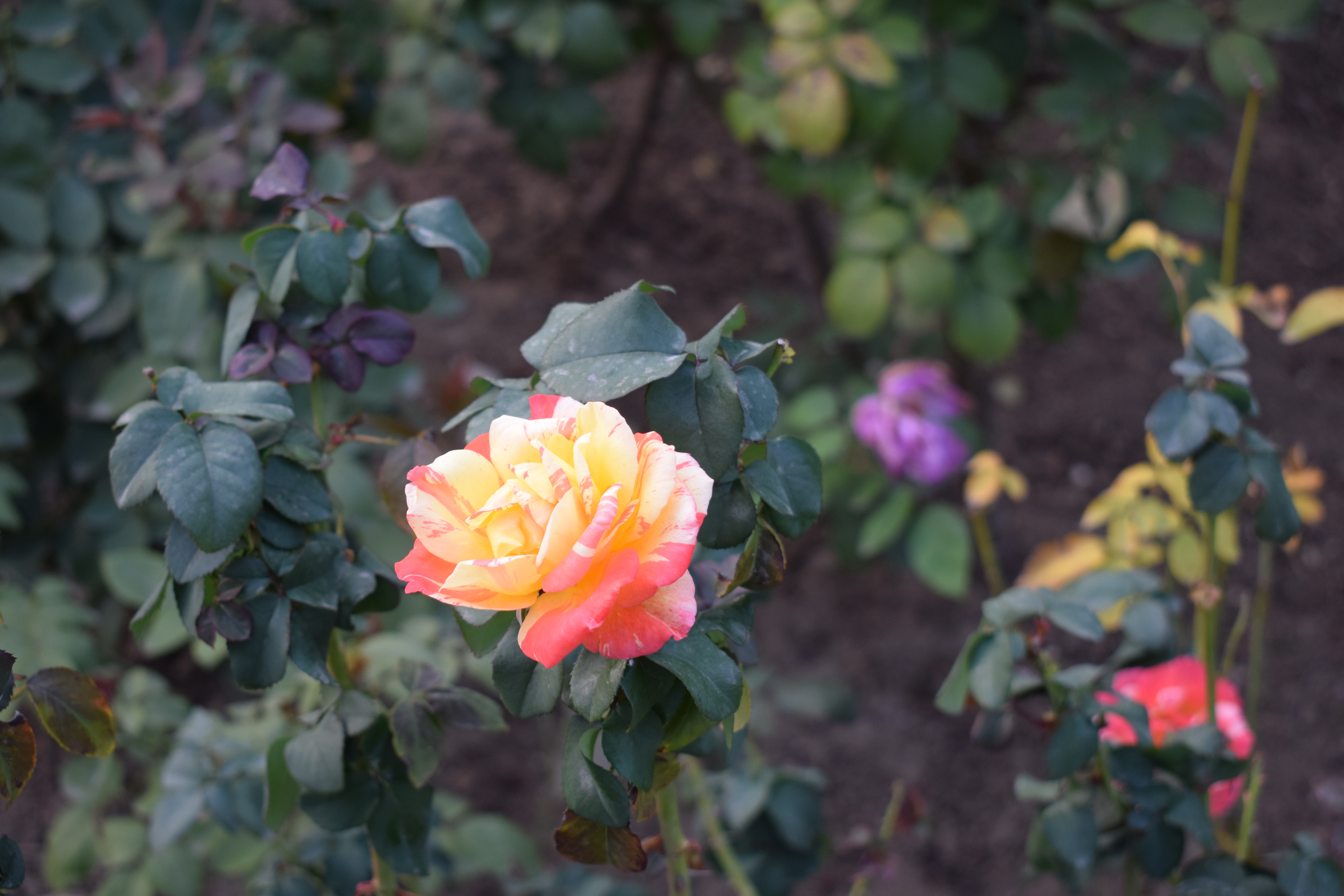 Temple of heaven flower