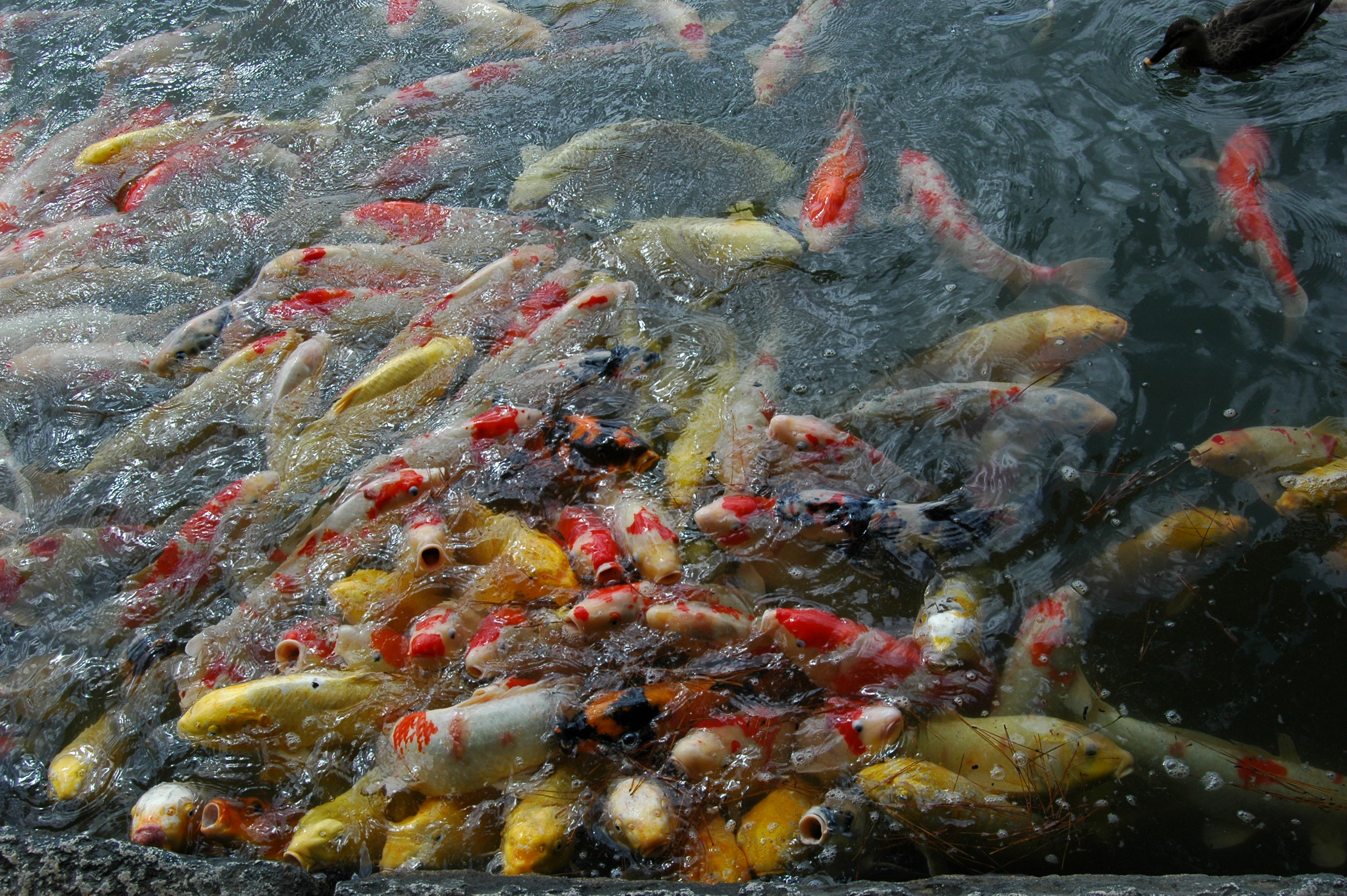 Weird fish